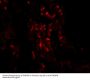 TNFAIP3 Antibody
