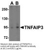 TNFAIP3 Antibody