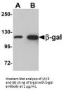 beta-Galactosidase Antibody