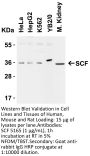SCF Antibody