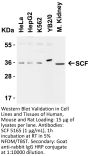 SCF Antibody