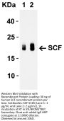 SCF Antibody