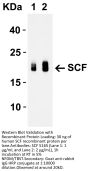 SCF Antibody