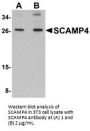 SCAMP4 Antibody