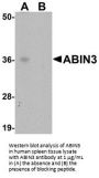 ABIN3 Antibody