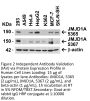 JMJD1A Antibody