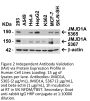 JMJD1A Antibody