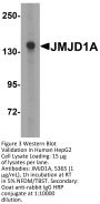 JMJD1A Antibody