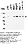 JMJD1A Antibody