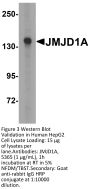 JMJD1A Antibody