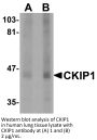 CKIP1 Antibody