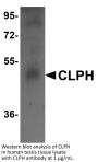 CLPH Antibody