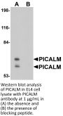 PICALM Antibody