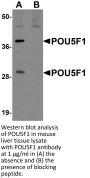POU5F1 Antibody