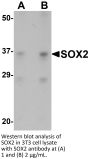 SOX2 Antibody