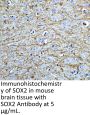 SOX2 Antibody