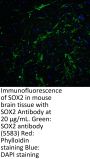 SOX2 Antibody