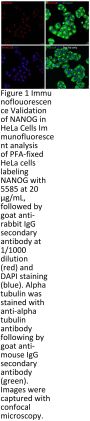 NANOG Antibody