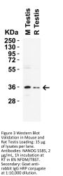 NANOG Antibody