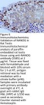 NANOG Antibody