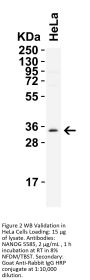 NANOG Antibody