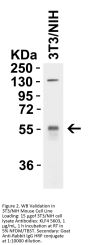 KLF4 Antibody