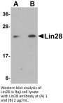 Lin28 Antibody