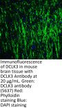 DCLK3 Antibody
