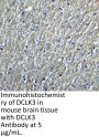 DCLK3 Antibody