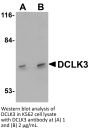 DCLK3 Antibody