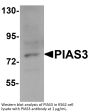 PIAS3 Antibody