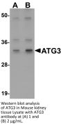 ATG3 Antibody
