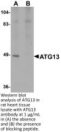 ATG13 Antibody