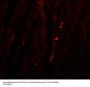 ATG13 Antibody