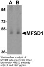 MFSD1 Antibody