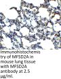 MFSD2A Antibody