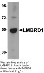 LMBRD1 Antibody