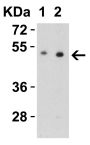 ZIP7 Antibody