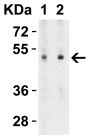 ZIP7 Antibody