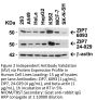 ZIP7 Antibody
