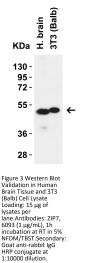 ZIP7 Antibody