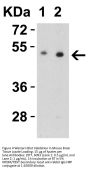 ZIP7 Antibody