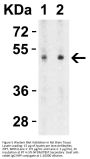 ZIP7 Antibody