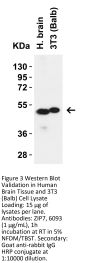 ZIP7 Antibody