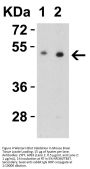 ZIP7 Antibody