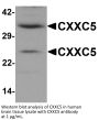 CXXC5 Antibody