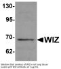 WIZ Antibody