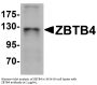ZBTB4 Antibody