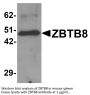 ZBTB8 Antibody