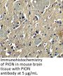 PION Antibody
